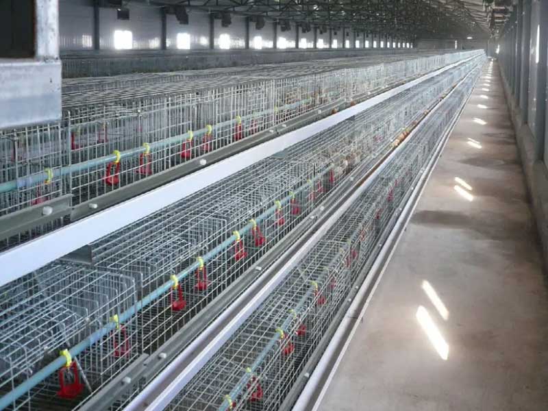 A type broiler chicken cage design