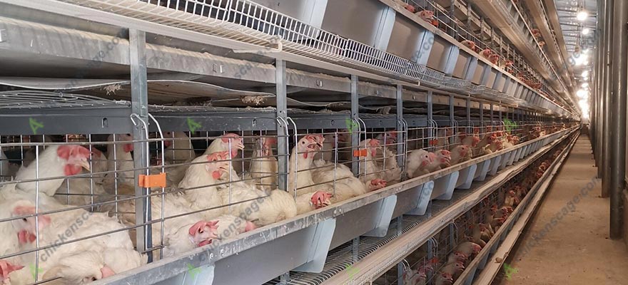 battery cage system for chickens